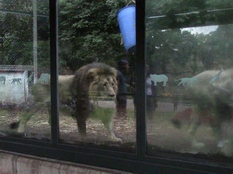 上野動物園 天気 と 動物たちの不思議な関係