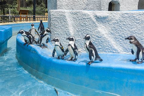 上野動物園 天気 - 動物たちの気分と天候の不思議な関係